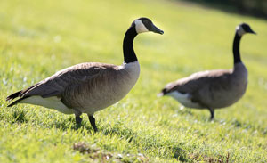 Geese at Goleta Sanitary District