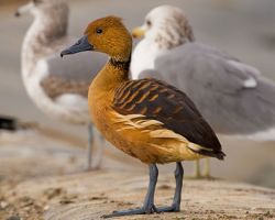 fulvous whistling duck photo