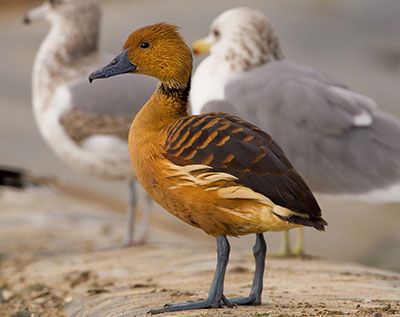fulvous whistling duck photo